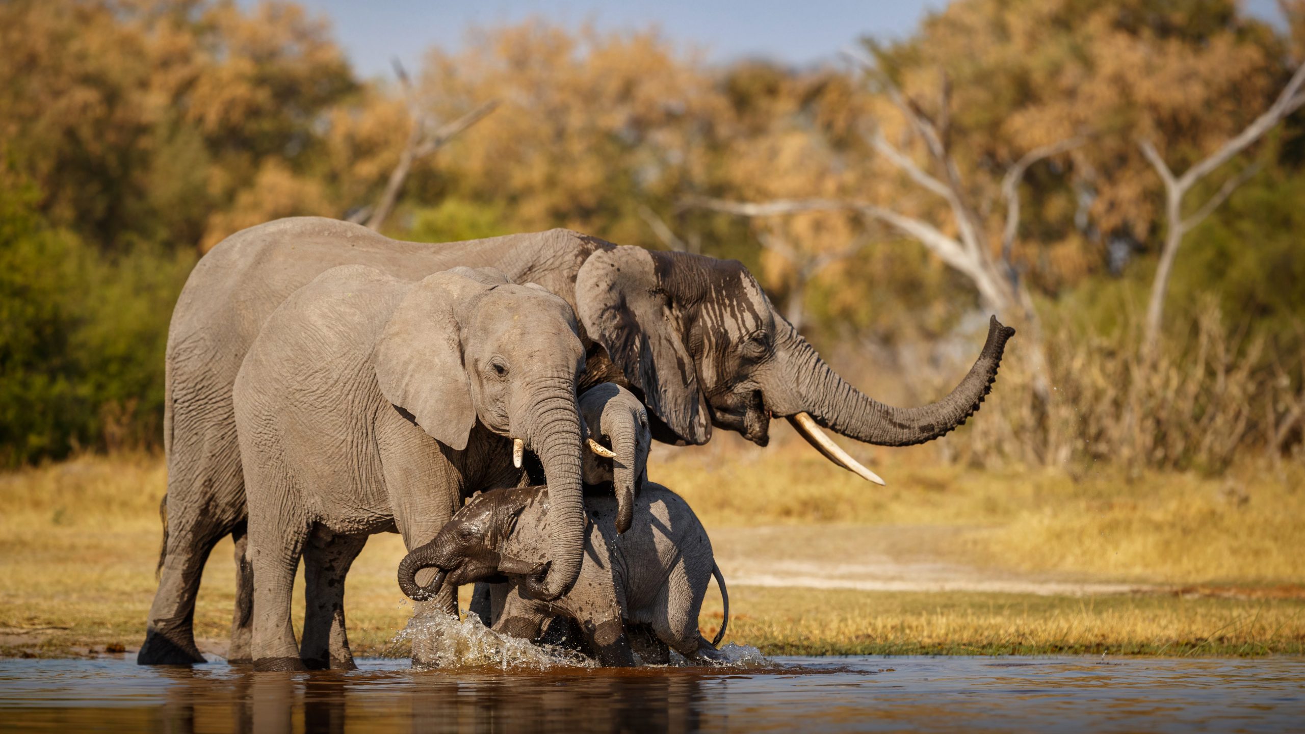 Read more about the article Lewat Tatapan Hingga Penciuman, Begini Cara Gajah Komunikasi
